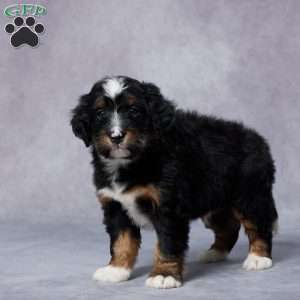 Dante, Mini Bernedoodle Puppy